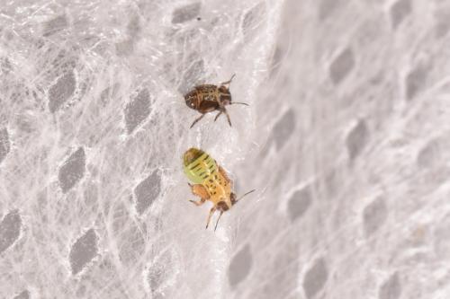 Réf. 275 993 : Acizzia uncatoides